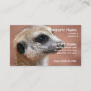 Pesquisar por meerkats Animal selvagem