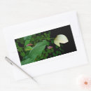 Pesquisar por water lily adesivos Natureza