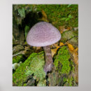 Pesquisar por cogumelo roxo pôsteres Floresta