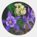 Pesquisar por frank adesivos Cor