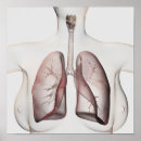 Pesquisar por system pósteres pôsteres Biomedical illustrations