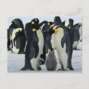 Pesquisar por pinguim bebê cartoes postais Pinguins
