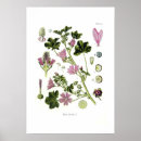 Pesquisar por malva pôsteres Floral