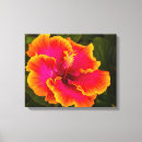 Pesquisar por hibiscus fotografia Hawaii