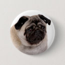 Pesquisar por pug pug botons Cão