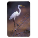 Pesquisar por grande egret Animal