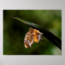 Pesquisar por ponto de interrogação pôsteres Natureza