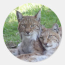 Pesquisar por lince adesivos Selvagem