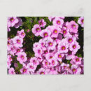 Pesquisar por pétalas cor de rosa cartoes postais Floração