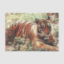 Pesquisar por tigre papel papeis de seda Fotografia
