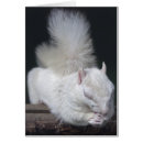 Pesquisar por esquilo cinzento cartoes postais Roedores