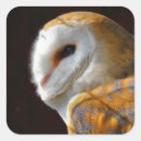 Pesquisar por owls adesivos Aves