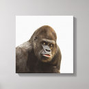 Pesquisar por gorila impressão de canvas Animal