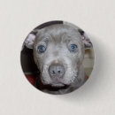 Pesquisar por bull terrier botons Cachorro