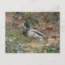 Pesquisar por galinha selvagem cartoes postais Aves aquáticas