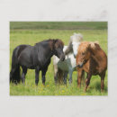 Pesquisar por do rancho cartoes postais Cavalo