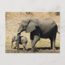 Pesquisar por elefante do bebê cartoes postais Viagem