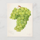 Pesquisar por graphics cartoes postais Fruta