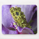 Pesquisar por sapo anfíbio eletronicos Animal