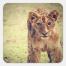 Pesquisar por lion adesivos Savana