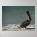 Pesquisar por pelicanos pósteres pôsteres Praia