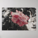 Pesquisar por fundo floral preto branco artes pôsteres Natureza