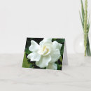 Pesquisar por gardenia cartoes Natureza