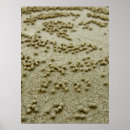 Pesquisar por bolas de praia pôsteres Fotografia