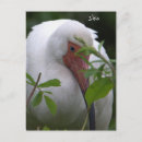 Pesquisar por birds cartoes postais Vida selvagem