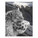 Pesquisar por leopardo azul pôsteres Gato