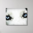 Pesquisar por olhos azuis impressão de canvas Rouco