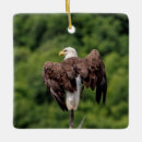 Pesquisar por galho ornamentos Vida selvagem