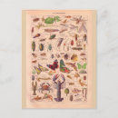 Pesquisar por besouro cartoes postais Vintage