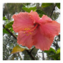 Pesquisar por havaianos pôsteres Flor