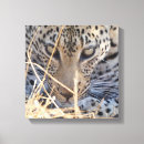 Pesquisar por olho grande impressão de canvas Felino