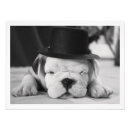 Pesquisar por foto de cãozinho pósteres pôsteres Buldogue