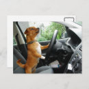 Pesquisar por condução cartoes Carta de condução