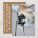 Pesquisar por tzu de shih convites Cachorro