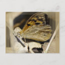 Pesquisar por borboleta marrom cartoes postais Natureza