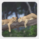 Pesquisar por filhote de leão adesivos Animal