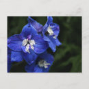 Pesquisar por delphinium cartoes postais Azul