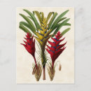 Pesquisar por heliconia cartoes postais Tropical