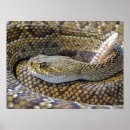 Pesquisar por olhos de cobra pôsteres Cascavel