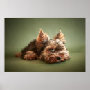 Pesquisar por do yorkshire terrier artes pôsteres Filhote de cachorro