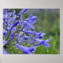 Pesquisar por traseiro pósteres pôsteres Flor