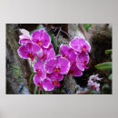 Pesquisar por orquídeas do phalaenopsis pôsteres Flores