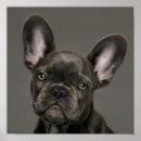 Pesquisar por french bulldog artes pôsteres Purebred dog