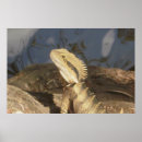 Pesquisar por dragão oriental pósteres pôsteres Lagarto