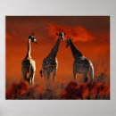 Pesquisar por imagens animais pósteres pôsteres Girafa