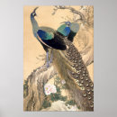 Pesquisar por pavão artes pôsteres Pavões